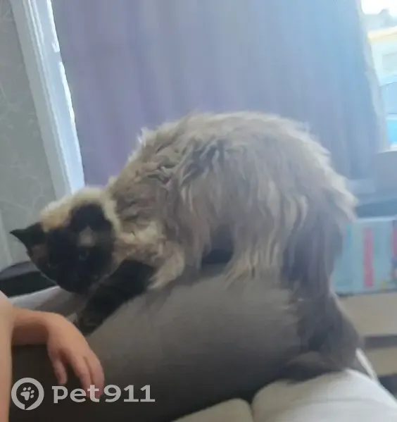 Missing Cat Alert: Dowling St, Sydney - photo