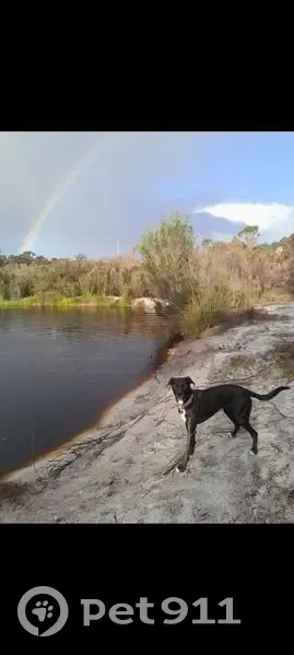 Lost Dog: Injured, Pink Collar, Mandurah - photo