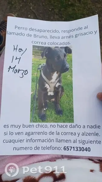 ¡Ayúdanos a encontrar a nuestro cachorro perdido! - photo