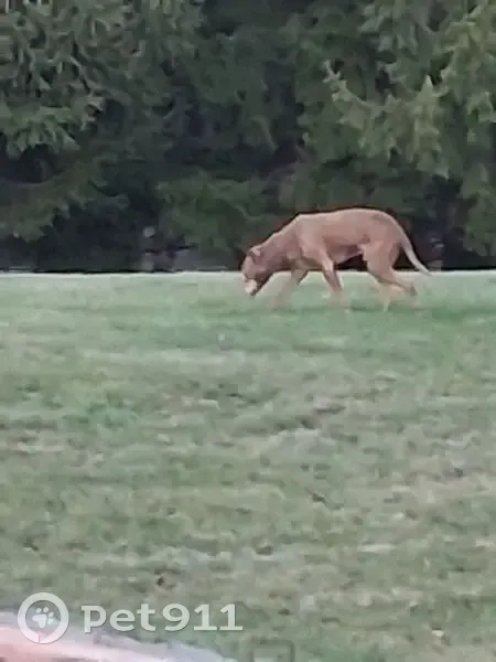 Found Собака, South 8th Street, 4429, Town of Wilson, Sheboygan - Light brown male - photo