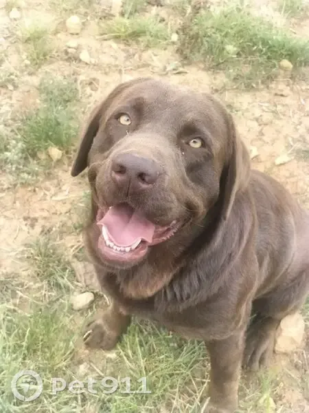 ¡Perro Perdido en Inca! Labrador Marrón - photo