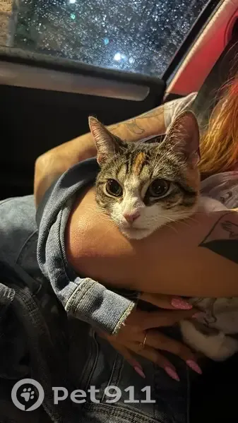 Found Кошка, Female, Woodspring Lane, University, Thonotosassa - calico with orange spot - photo