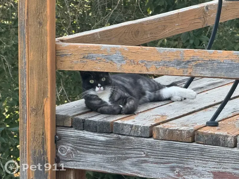 Lost Кошка, East 125 North, 1278, Ogden - black with white under nose - photo