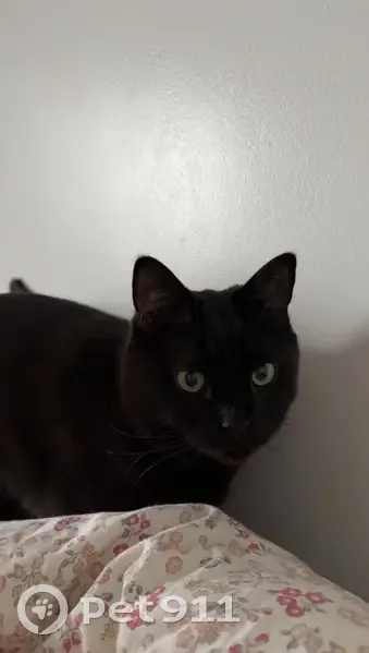 Lost Кошка, Springview Drive, 680, Rochester - black with brown/red hues - photo