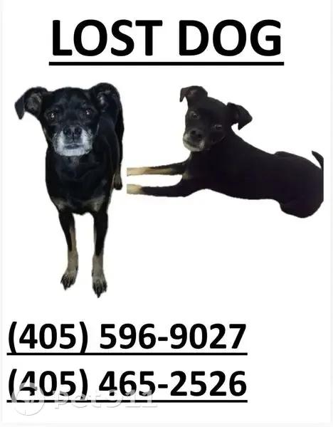 Lost Собака, Male, West 81st Street, 244, Tulsa - black rat terrier mix - photo