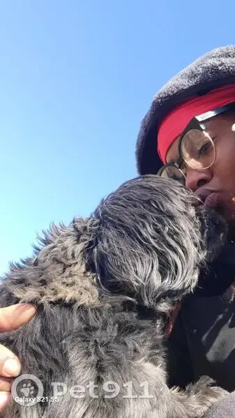 Lost Собака, Seibert Avenue, 4949, Lemay, St. Louis - Male, all black, 12 to 15 lbs - photo