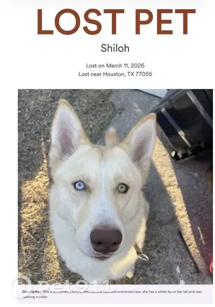 Lost Собака Female, Westcrest Drive, 1918, Houston - one blue eye - photo