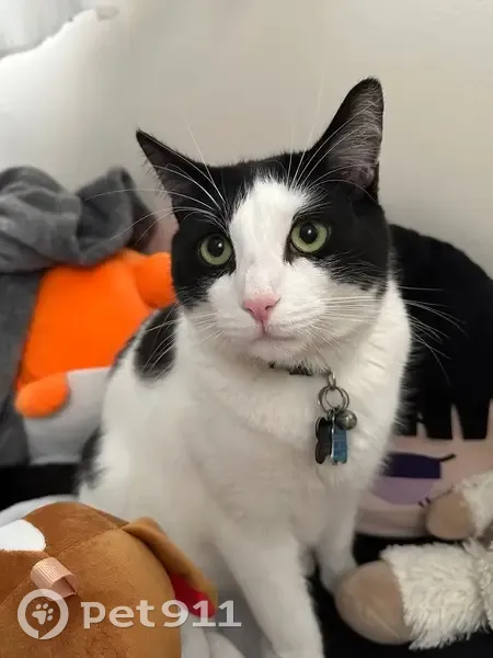 Lost Кошка, Male, East Montauk Highway, 256, Hampton Bays - super friendly and loves cuddles - photo