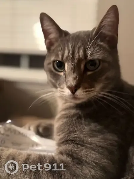 Lost Кошка, Water Acres Road, 6622, Harrison - big polydactyl male named Boone - photo