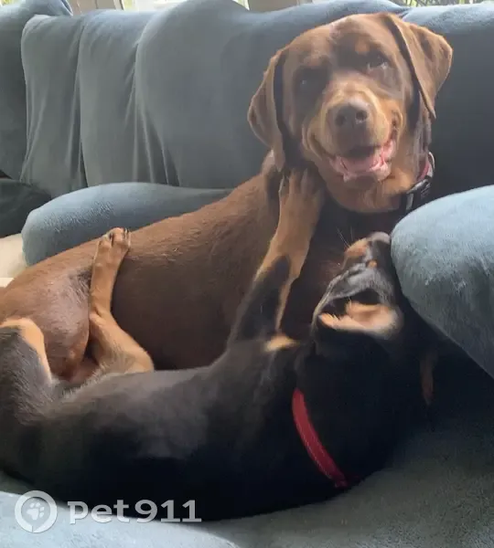 Lost Rottweiler x Doberman in Blue Mtns - photo