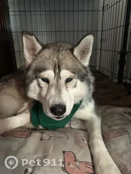 Lost Собака, Short Pine Drive, 2269, Las Vegas - Male husky, blind - photo
