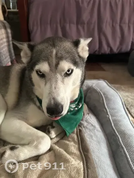 Lost Собака Female, Big Pine Way, 6459, Las Vegas - husky with medium coat - photo