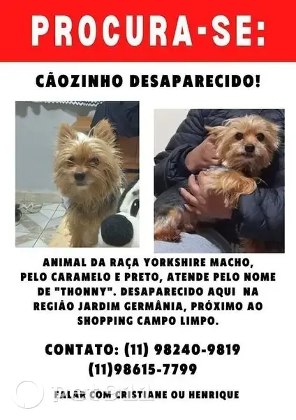 Cachorro perdido - photo