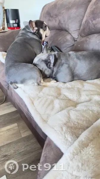 Lost Собака, Female, Lone Star Road, 123, Nampa - Grey French bulldog - photo