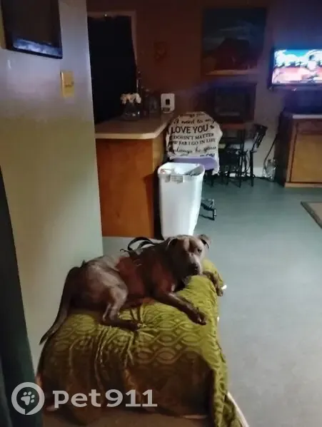 Lost Собака, Days Inn Drive, 121, Easley - tri colored pit with green camo collar - photo