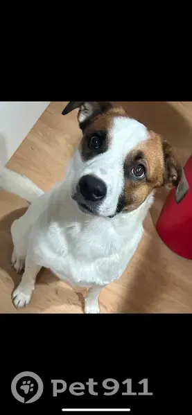 Lost собака, Castle Shannon Boulevard, 1112, Pittsburgh - medium size, very friendly - photo