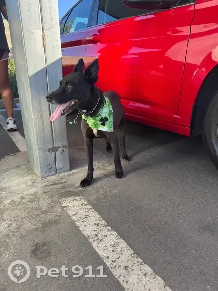 Found Собака, Male, Stockdale Ranch Drive, Bakersfield - black with green bandana - photo