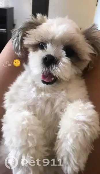 Cachorro perdido - photo