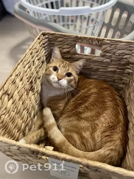 Lost Кошка, Male, Edith Avenue, Salt Lake City - orange tabby with white chest - photo