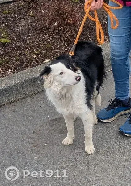 Lost Собака, Female, Southeast 1st Avenue, 1477, Canby - black and white, 35 pounds - photo