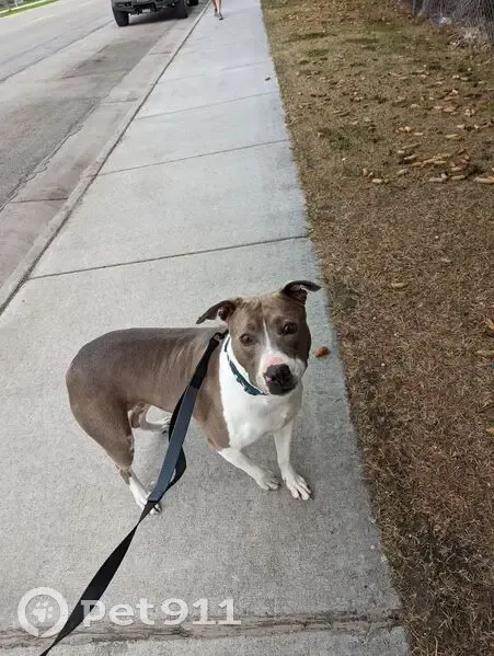 Lost Собака Female, East Centennial Boulevard, 50, Lehi - brown and white pit bull mix - photo