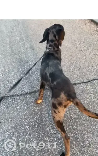 Lost Собака, South 58th Street, 2116, West Allis - blue Great Dane with unique eyes - photo