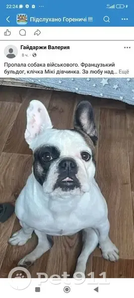 Зникла біла французька бульдожка Мікі! - photo