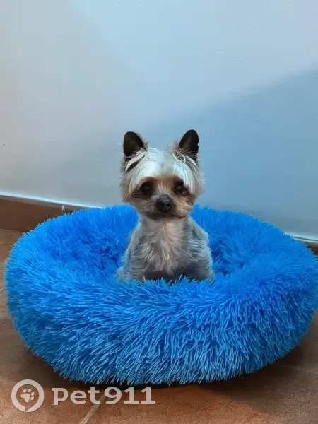 Perro Perdido: Cariñoso y Amigable en Palma - photo