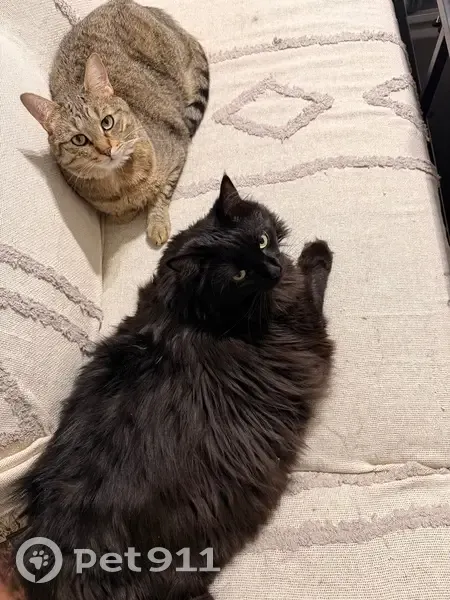 Perdu chat femelle, Mail Simone Veil, 15, Rueil-Malmaison - chatte noire, dos rasé - photo