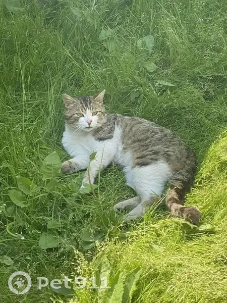 Зникла кішка Тигр: Винагорода за повернення! - photo
