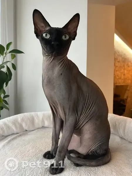 Зникла кішка: Сірий сфінкс на ім'я Гелік - photo