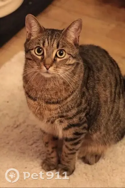 Perdu Chat Homme, Rue de Rennes, 1, Acigné - pelage tigré, castré - photo