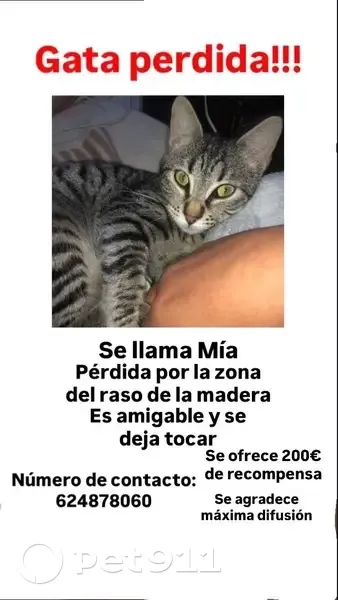 Gata Atigrada Perdida en Totana: Muy Cariñosa - photo