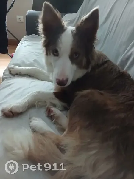 Perro Perdido: Collie Marrón y Blanco en Gijón - photo