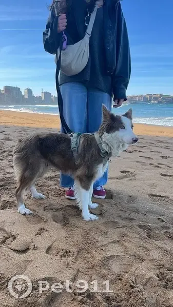 Perra Perdida en Gijón: Precaución en Pericones - photo