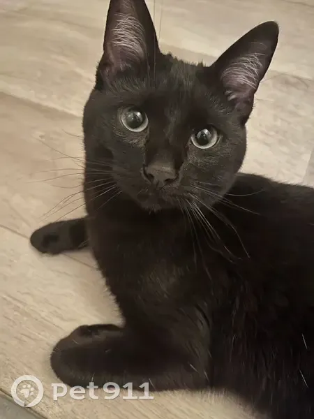 Perdu chat mâle, Rue Gutenberg, Choisy-le-Roi - noir, joueur et sociable - photo