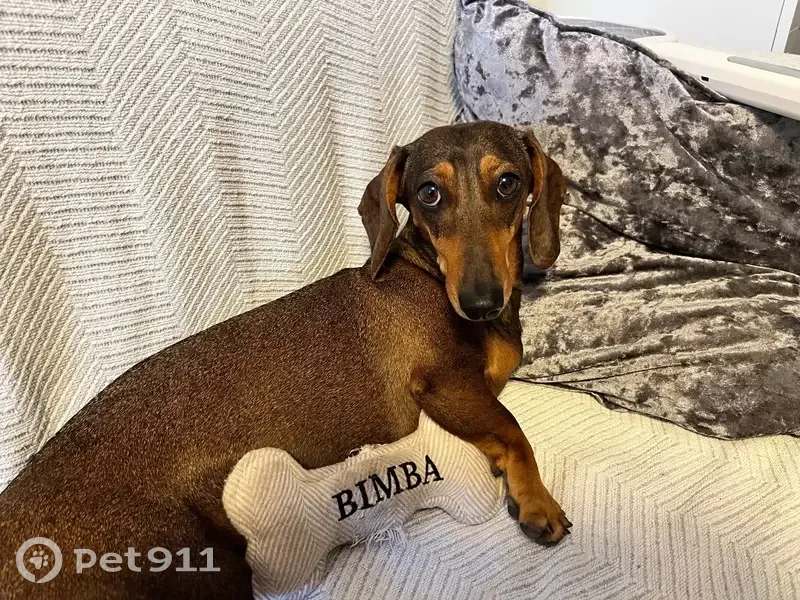 Perrita Salchicha Marrón Perdida en Fuengirola - photo