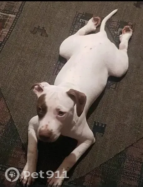 Cachorro perdido - photo