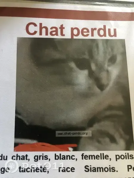 Perdu chat femelle, Boulevard de la Libération, 124 Ter, Couëron - Snow, 10 ans - photo