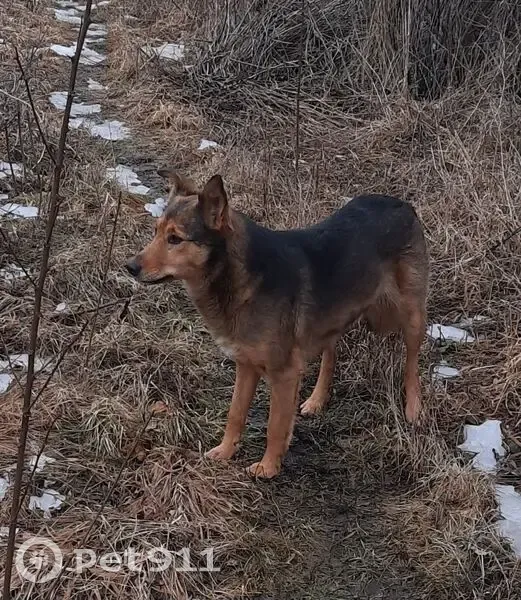 Знайдена молода собака на Київській вулиці - photo