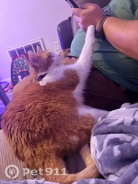 Lost Кошка, Juniper Circle, 120, Savannah - white and orange with green collar - photo