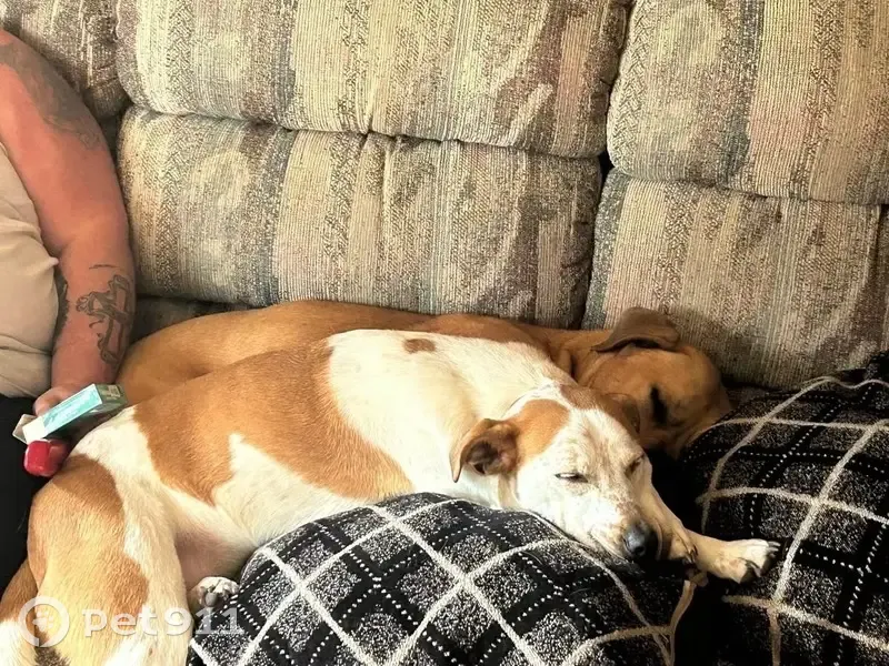 Found собака, Female, South Harvey Avenue, 1891, Westland, Arlington - white and orange with freckles - photo