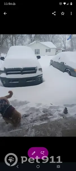Lost Собака, Bartholomew Street, 2500, Flat Rock - male golden doodle with camo collar - photo