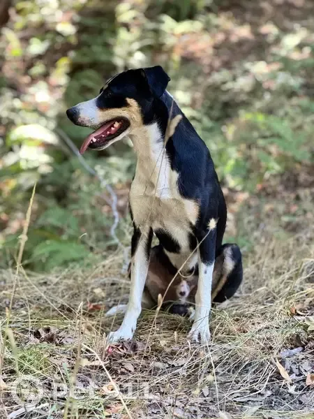 Lost Собака, Male, Walden Lane, 5984, Talent - 6 years old, white strip between eyes - photo