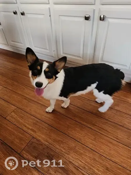 Lost Собака Male, Plantation Trail, 2764, Sugar Land - Black corgi, very friendly - photo