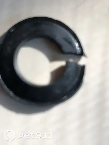 Lost Собака Female, Birdsong Resort Circle, 1, Wildlife Cove Village, New Johnsonville - Orange Reflective collar - photo