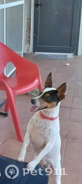 Perro Perdido en Torres de Segre: Bodeguero - photo