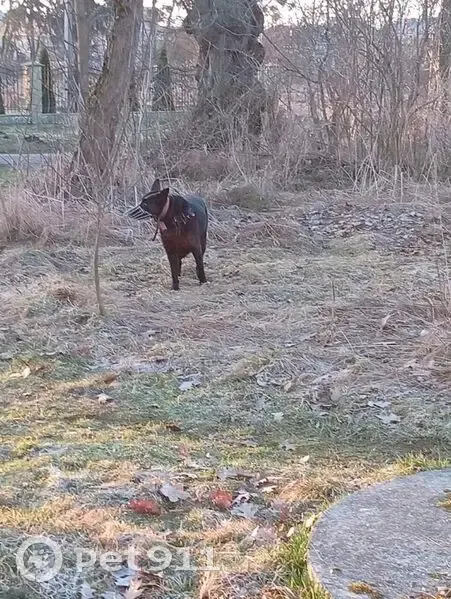 Зникла бельгійська вівчарка Бумер: допоможіть! - photo
