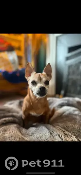 Lost Собака Female, Barbour Road, New Britain - Brown Chihuahua with white on face - photo