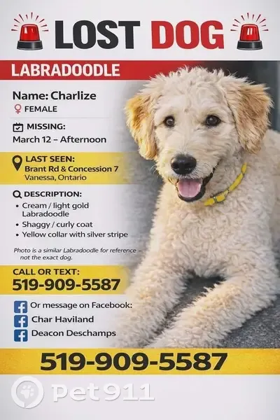 Missing dog Female (usl532680) - photo